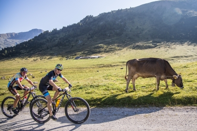 Biker mit Kühen
